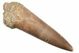 Fossil Plesiosaur (Zarafasaura) Tooth - Morocco #196658-1